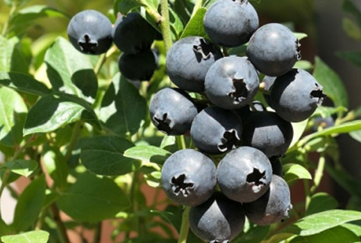 Rez čučoriedok: Od ohňa po nožnice pre maximálny výnos