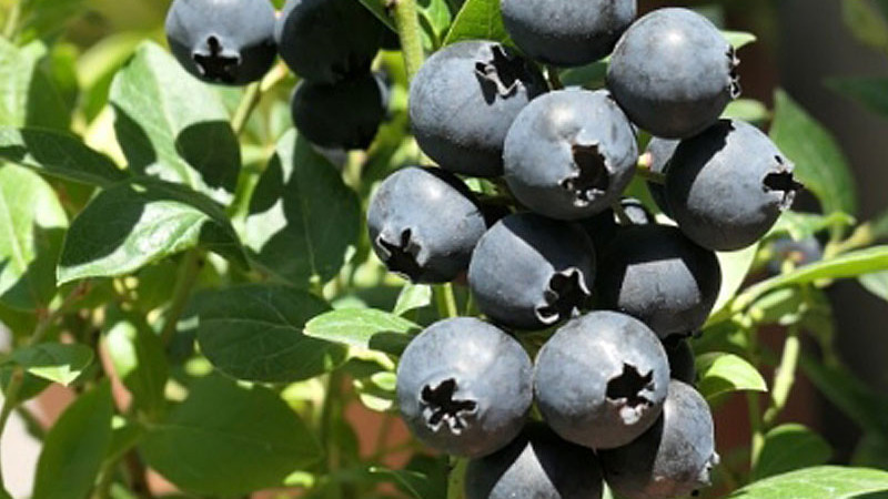 Rez čučoriedok: Od ohňa po nožnice pre maximálny výnos