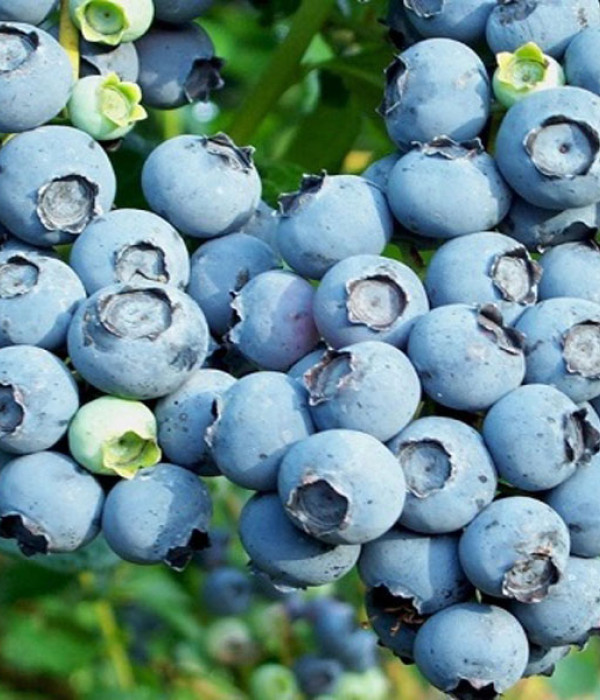 Čučoriedka (Vaccinium corymbosum x Vaccinium darrowii) OZARKBLUE