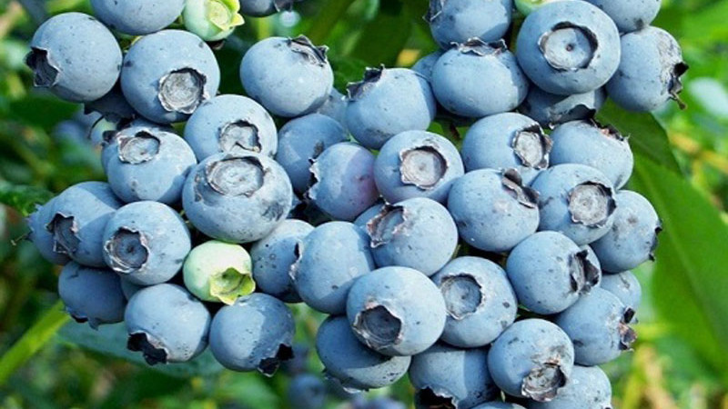 Čučoriedky a vápnik: Príbeh lásky a nenávisti 