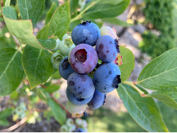 Blueberry (Vaccinium corymbosum) BONIFACY