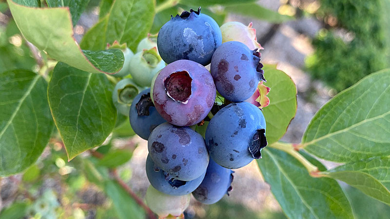 Výber čučoriedok a zemolezov (1. diel): Ktorý typ je pre vás ten pravý?