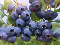 Blueberry (Vaccinium corymbosum) Bonus
