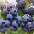 Hohe Heidelbeeren Kaninchenauge – Rabbiteye