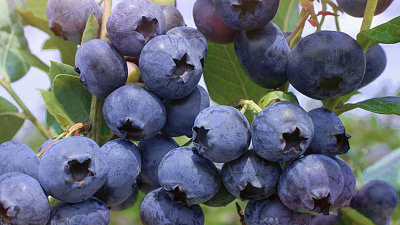 Návod na výber teplomilných čučoriedok: 3 mýty, ktoré vám bránia v bohatej úrode