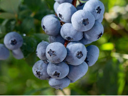Blueberry (Vaccinium corymbosum) BRIGITTA BLUE
