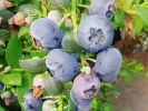 Blueberry (Vaccinium corymbosum x Vaccinium darrowii) CAPE FEAR - Tutifruti SK