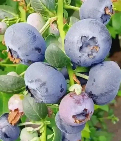 Blueberry (Vaccinium corymbosum x Vaccinium darrowii) CAPE FEAR