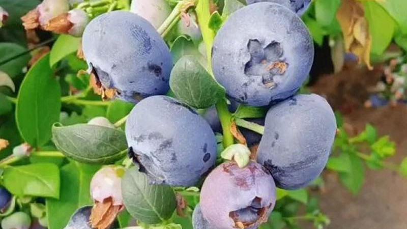 Southern Highbush čučoriedky: Analýza odrôd Blue Ridge, Cape Fear, Cooper a Gulfcoast