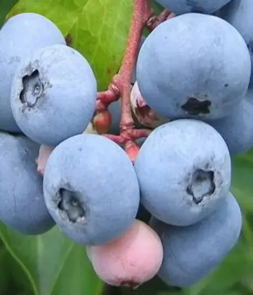 Čučoriedka (Vaccinium virgatum) CENTURION® 