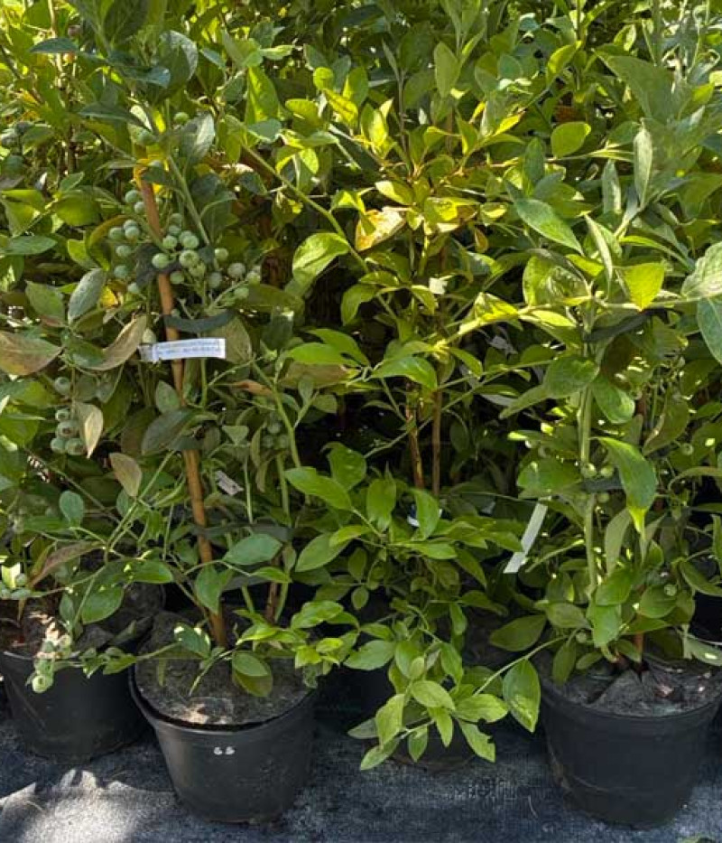 Čučoriedka (Vaccinium virgatum) CLIMAX® - Tutifruti SK