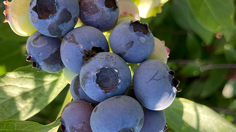 MAP (Fosforečnan amónny): Duálne hnojivo pre čučoriedky