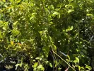 Čučoriedka (Vaccinium virgatum) PREMIER® - Tutifruti SK