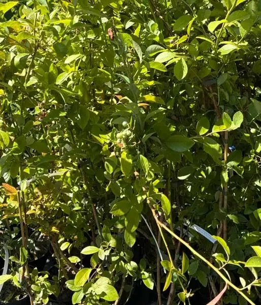 Blueberry (Vaccinium virgatum) DELITE