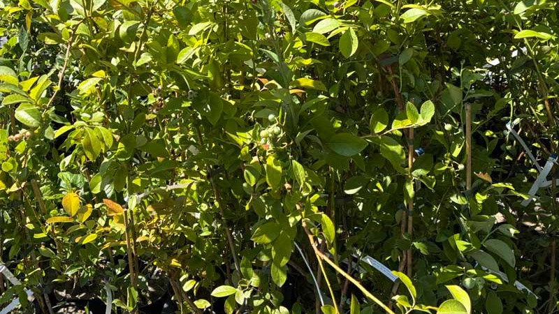 Genetika a biotechnológie čučoriedok: Šľachtenie a Chuť