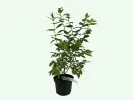 Blueberry (Vaccinium corymbosum) OLLE - Tutifruti SK