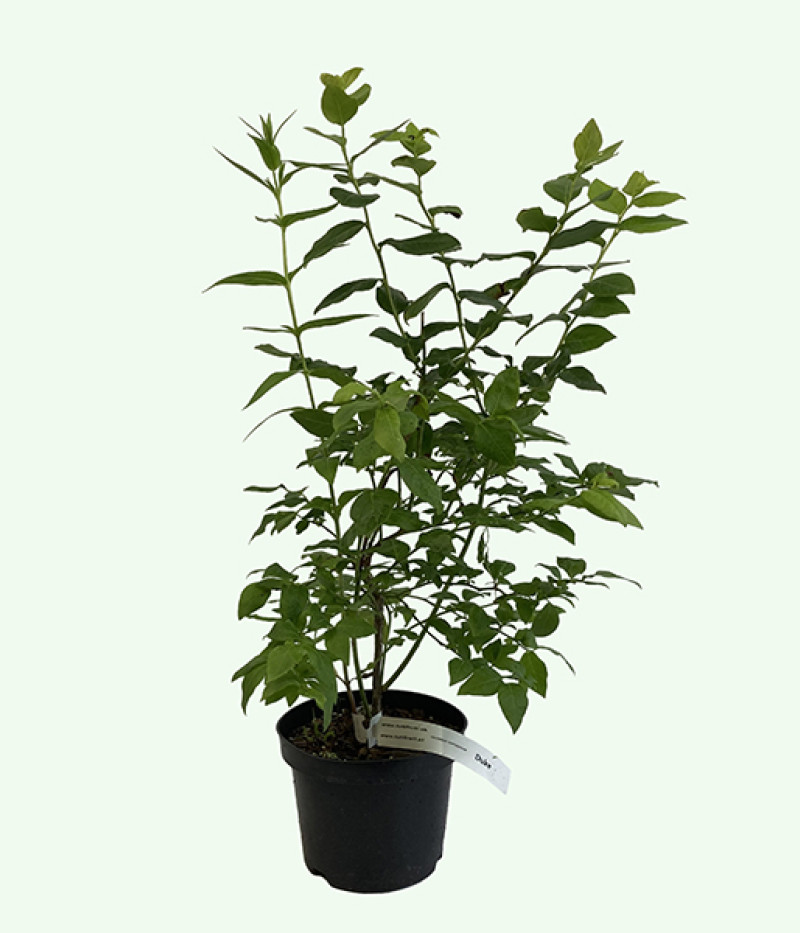 Čučoriedka (Vaccinium corymbosum) OLLE - Tutifruti SK