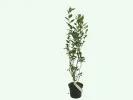 Blueberry (Vaccinium corymbosum) Hannah Choice - Tutifruti SK