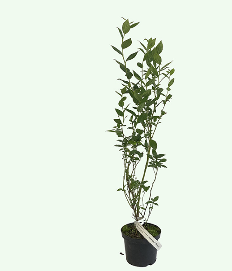 Čučoriedka (Vaccinium corymbosum) Hannah Choice - Tutifruti SK