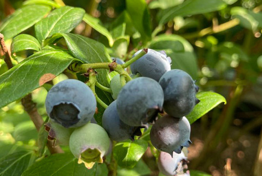 Čučoriedky: Veda o chuti, textúre a zimnom spánku