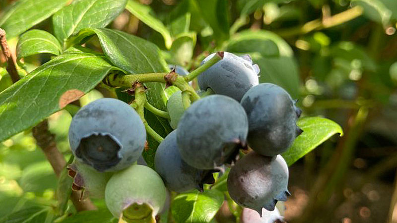 Čučoriedky: Veda o chuti, textúre a zimnom spánku