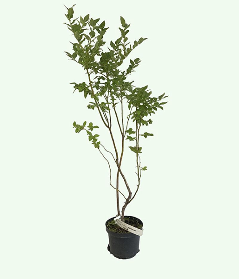 Čučoriedka (Vaccinium corymbosum) NORTHLAND - Tutifruti SK