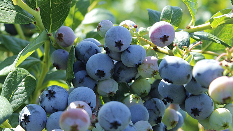 Čučoriedkoví šampióni: Blue Suede™, Baldwin, Chaucer a Garden Blue | Blog