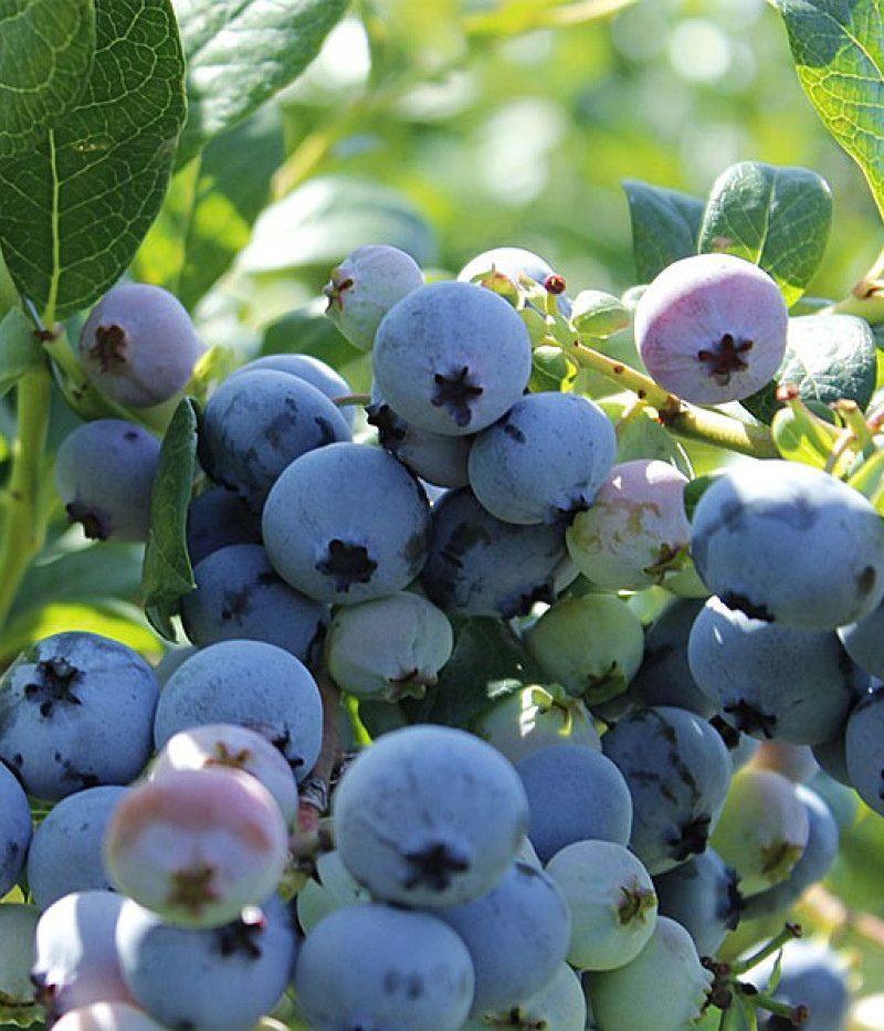 Čučoriedka (Vaccinium corymbosum) OLLE - Tutifruti SK