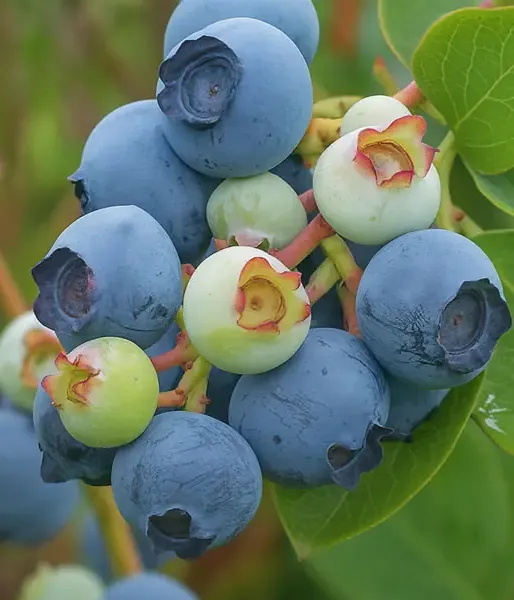 Blueberry (Vaccinium virgatum) POWDER BLUE