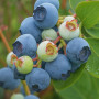 Heidelbeere (Vaccinium virgatum) POWDER BLUE
