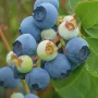 Čučoriedka (Vaccinium virgatum) POWDER BLUE