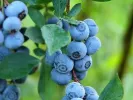 Čučoriedka (Vaccinium virgatum) PREMIER® - Tutifruti SK