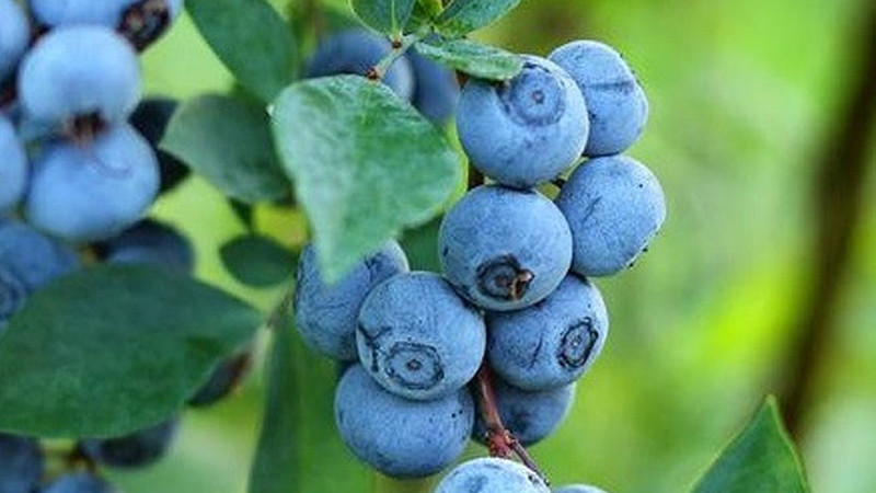 Čučoriedky Rabbiteye: Analýza odrôd Climax, Premier, Brightwell a Delite