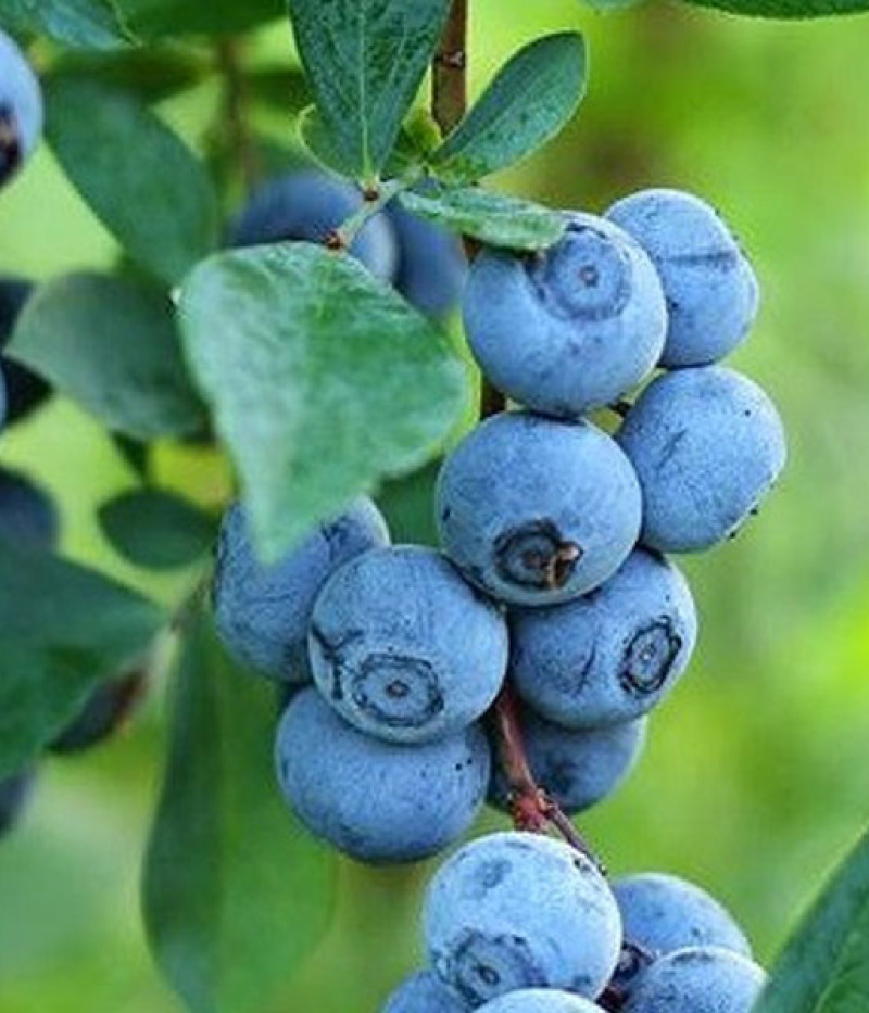 Čučoriedka (Vaccinium virgatum) PREMIER® - Tutifruti SK