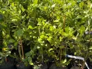 Heidelbeere (Vaccinium corymbosum x Vaccinium darrowii) PRIMADONNA® - Tutifruti SK