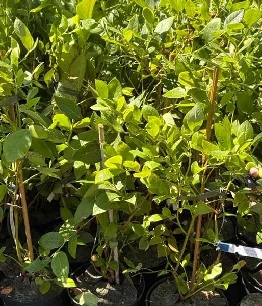 Blueberry (Vaccinium corymbosum x Vaccinium darrowii) PRIMADONNA®