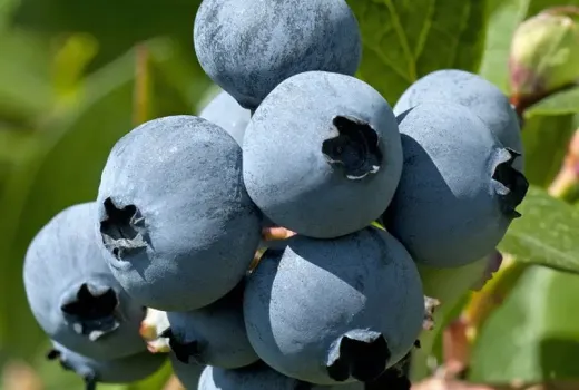 Čučoriedkoví šampióni: Sunshine Blue, Brightwell, Southland a Misty | Blog