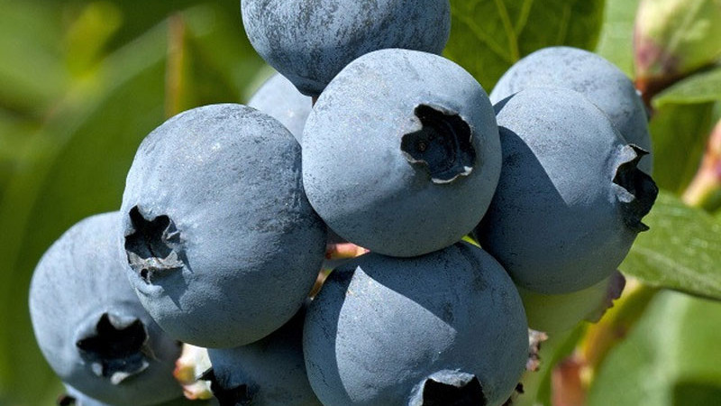 Čučoriedkoví šampióni: Sunshine Blue, Brightwell, Southland a Misty | Blog