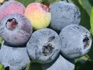 Heidelbeere (Vaccinium corymbosum x Vaccinium darrowii) PRIMADONNA® - Tutifruti SK