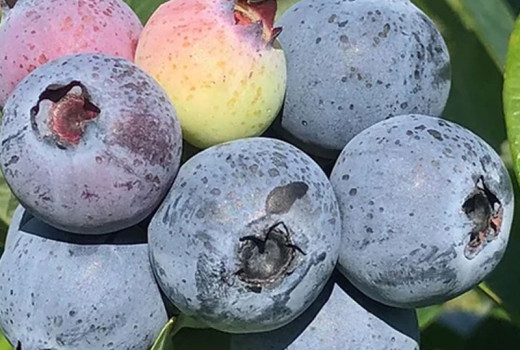 Choroby čučoriedok: Hniloba, Múmiovitosť a Vírusy