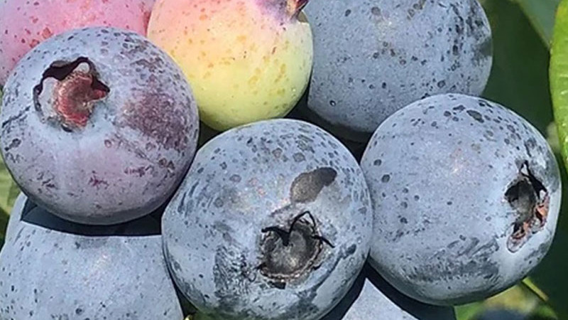 Choroby čučoriedok: Hniloba, Múmiovitosť a Vírusy