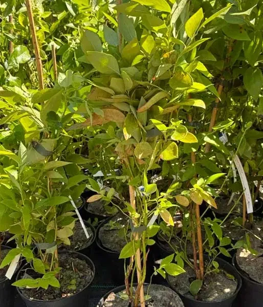 Blueberry (Vaccinium corymbosum x Vaccinium darrowii) STAR