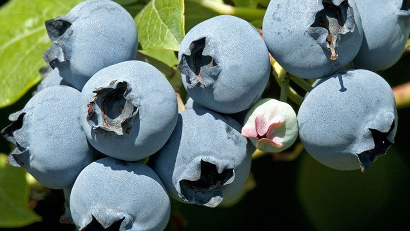 Tajomstvo vitálnych čučoriedok: Prečo je síran amónny nenahraditeľným jarným hnojivom?