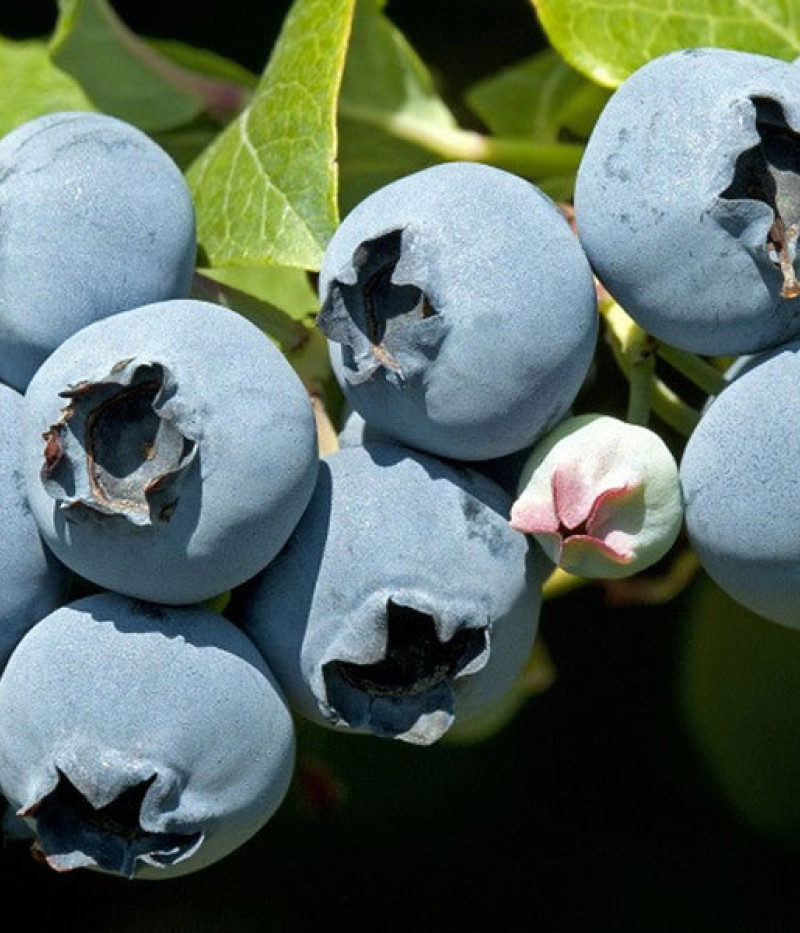 Čučoriedka (Vaccinium corymbosum x Vaccinium darrowii) STAR - Tutifruti SK