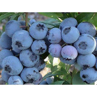 Blueberry (Vaccinium corymbosum) SPARTAN