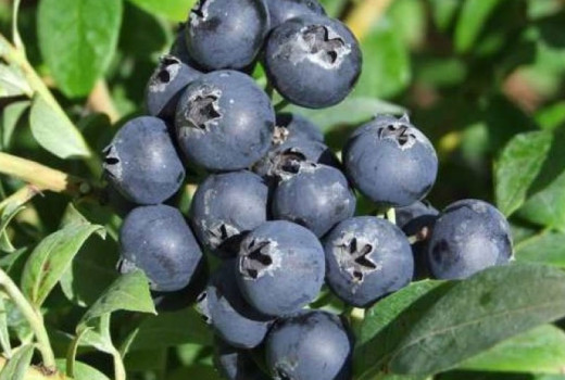 Finnish blueberries: Introducing the elite varieties Aino, Alvar, Arto, and Jorma | Blog