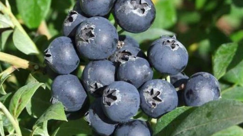 Fínske čučoriedky: Predstavujeme elitné odrody Aino, Alvar, Arto a Jorma | Blog