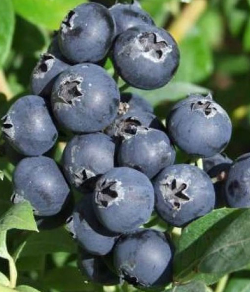 PBR Čučoriedka (Vaccinium corymbosum x Vaccinium angustifolium x Vaccinium uliginosum) AINO - Tutifruti, s.r.o. (SK)