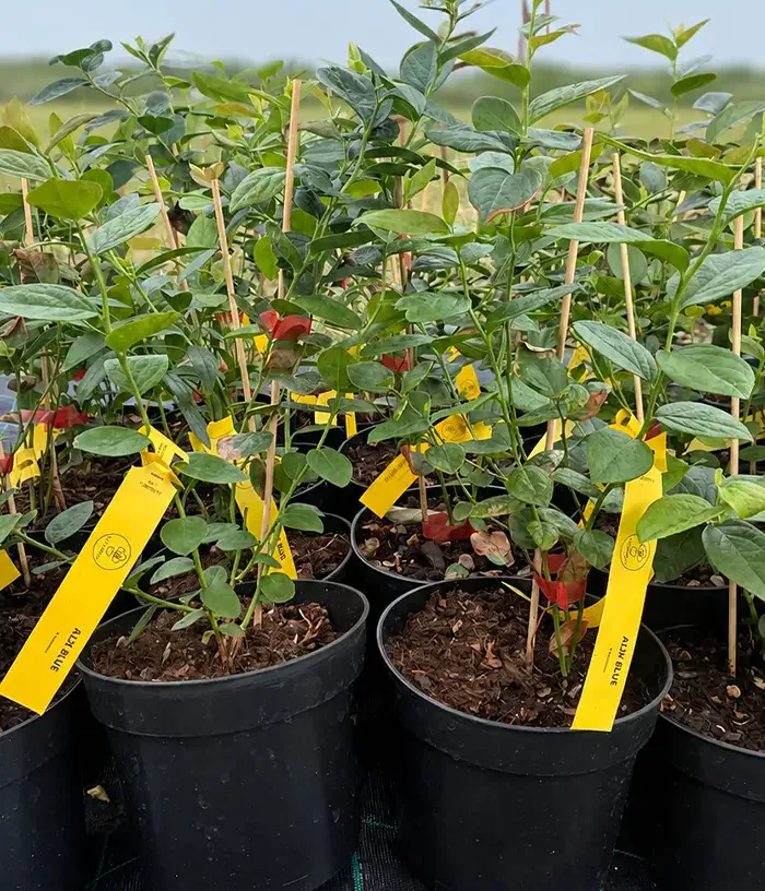 Čučoriedka (Vaccinium corymbosum x Vaccinium darrowii) ALIX BLUE™