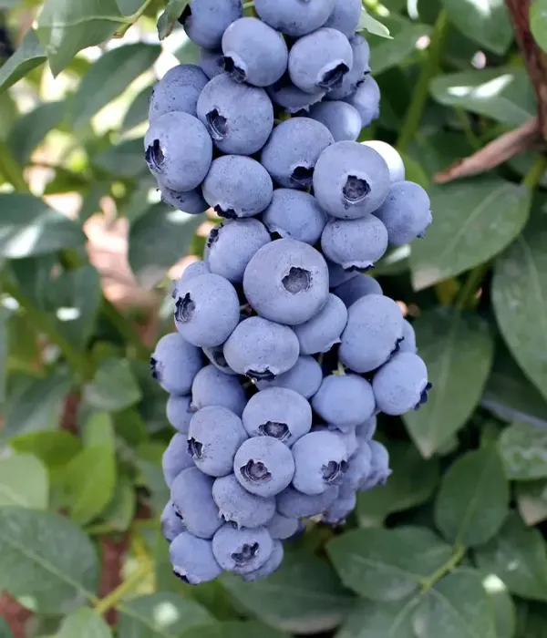 Čučoriedka (Vaccinium corymbosum) TITANIUM®